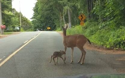 Cerbiatto in mezzo alla strada, mamma cervo lo aiuta ad alzarsi. VIDEO
