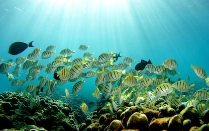 Acidificazione oceani, smentiti effetti su pesci di barriere coralline