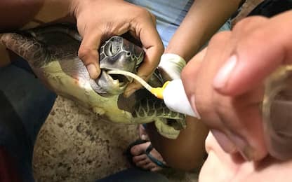 Thailandia, tartaruga uccisa da plastica