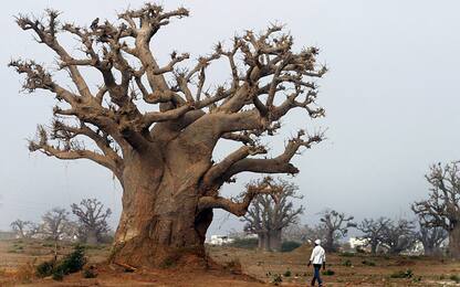 Africa, muoiono baobab millenari per il cambiamento climatico