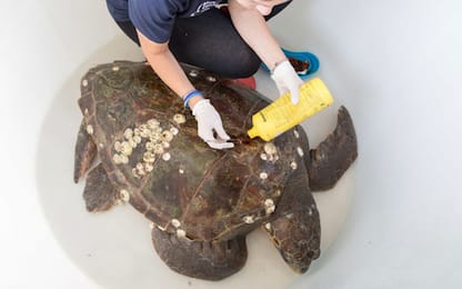 Stretto di Messina, recuperata tartaruga con plastica nello stomaco
