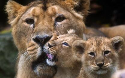 Belgio, uccisa leonessa fuggita da zoo: proteste degli animalisti