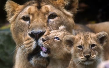 WorldLionDay9-GettyImages