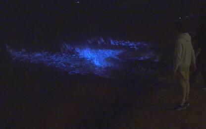 Australia, il mare si illumina di blu per la bioluminescenza
