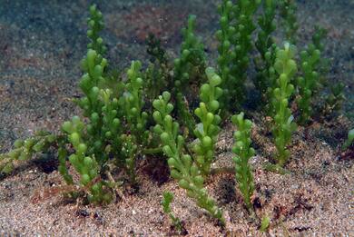 Mediterraneo, scoperto il meccanismo di diffusione di un’alga aliena