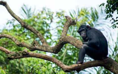 Il 14 luglio si celebra la prima Giornata mondiale dello scimpanzé