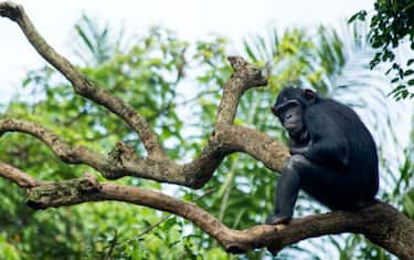 GettyImages-Scimpanze