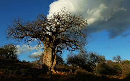 Sudafrica, 9 dei 13 Baobab più antichi sono misteriosamente morti