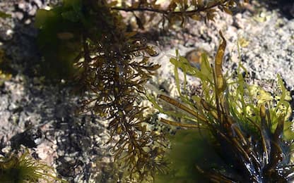 Diabete, le alghe marine offrono un aiuto per ridurre la glicemia