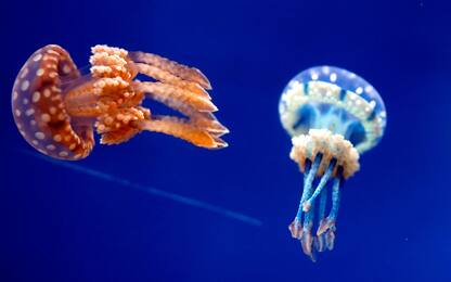 L’inquinamento del mare colpisce anche le meduse