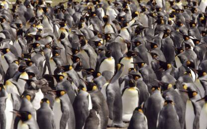 Pinguino reale, la più grande colonia diminuita del 90% in 30 anni