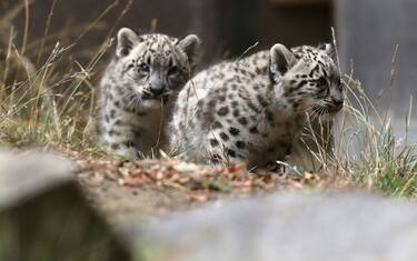 GettyImages-leopardo_nevi_san_francisco3