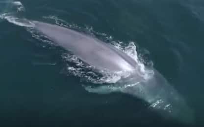 California, le balene viste dal drone nella baia di Monterey. VIDEO