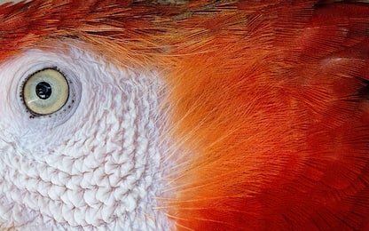 Ercole, pappagallo più grande al mondo vissuto 19 milioni di anni fa