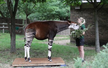 1Fotogramma_Pesa_annuale_zoo_londra_3