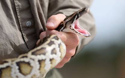Florida, fauna decimata da un "super serpente" ibrido di pitone