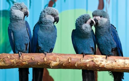 Estinto l'ara di Spix, il pappagallo blu del film "Rio"
