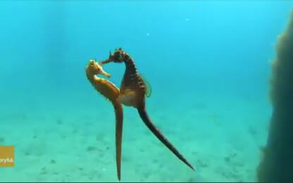 Australia, il corteggiamento tra due cavallucci marini. VIDEO