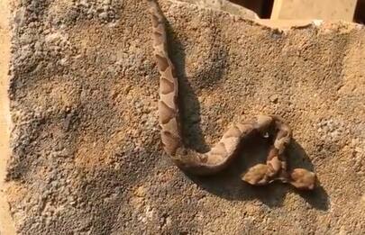 Virginia, trovato un raro serpente a due teste. VIDEO 