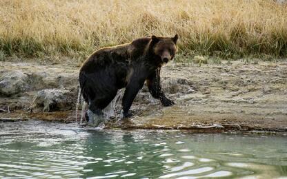 Usa, resta stop alla caccia: salvi gli orsi Grizzly dello Yellowstone