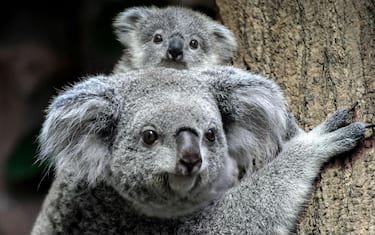 koala_germania_7
