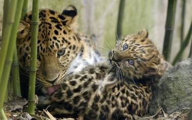 GettyImages-Amur_Leopards