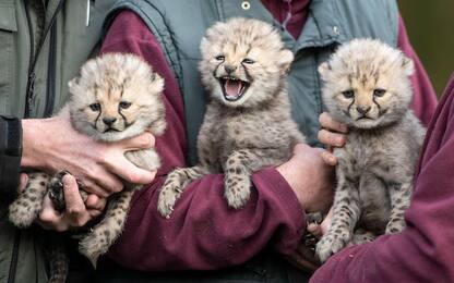 I tre cuccioli di ghepardo dello zoo di Muenster
