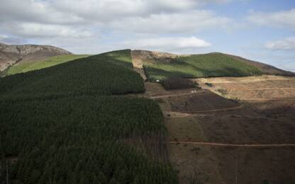 Deforestazione, obiettivo Onu 2020 lontano. Serve azione forte Europa
