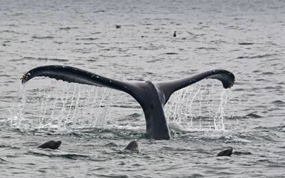 L’evoluzione delle balene: sono diventate giganti prima del previsto