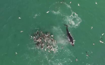 Balene e leoni marini banchettano con migliaia di acciughe. VIDEO