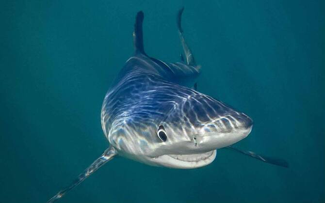 Gli Animali Piu Buffi Del Mondo