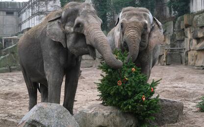 Alberi di Natale con sorpresa per gli animali dello zoo di Berlino. FOTO
