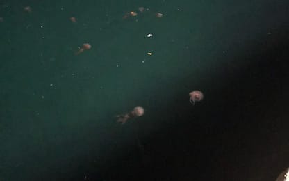 Isola d'Elba, mare troppo caldo: migliaia di meduse in inverno