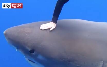 Hawaii, avvistato squalo bianco gigante: "È Deep Blue". VIDEO