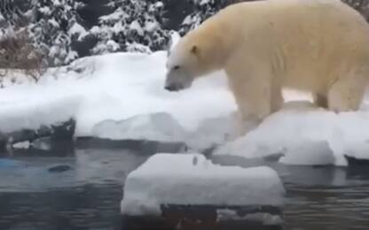 L'orso polare gioca e si diverte durante una tempesta di neve: VIDEO