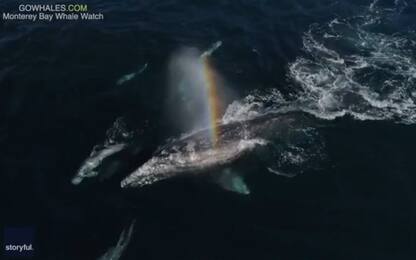 Delfini scortano due balene grigie nella migrazione verso sud. VIDEO