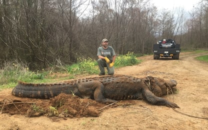 Alligatore da record in Georgia: lungo 4 metri