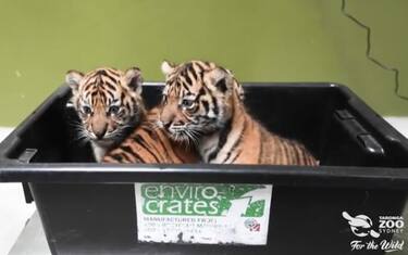 Sydney, allo zoo 3 cuccioli di tigre giocano prima di essere pesati