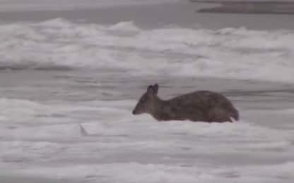  Ontario, piccolo cervo intrappolato nel ghiaccio si libera. VIDEO 