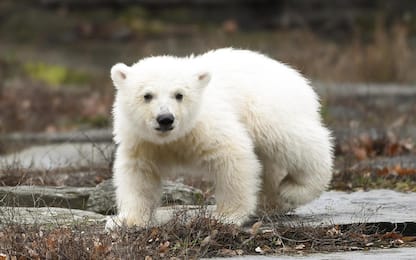 Zoo di Berlino, il cucciolo di orso polare si chiama Hertha. VIDEO