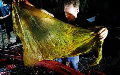 Filippine, morta balena: aveva 40 chili di plastica nello stomaco