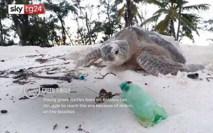 Sky dall'Oceano Indiano, plastica minaccia tartarughe e altre specie