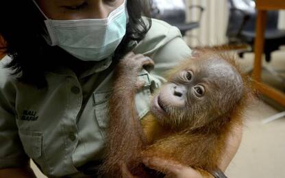 Indonesia, tenta di contrabbandare un orango in valigia: arrestato. FOTO