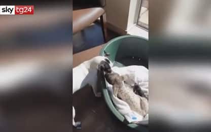 Cane aiuta il padrone a curare un agnello malato. VIDEO