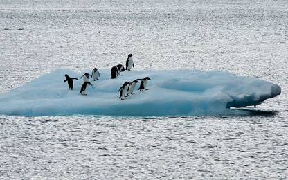 I Pinguini Tattici Nucleari hanno adottato 100 pinguini imperatore