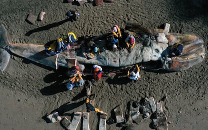Balena morta, gli scienziati studiano le cause. FOTO