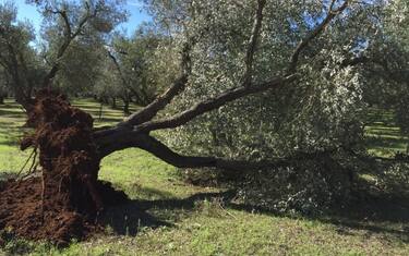 Xylella fastidiosa, la Corte di giustizia Ue condanna l'Italia