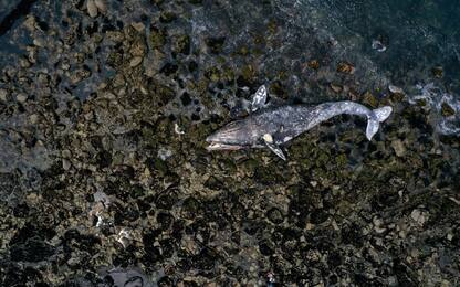 California, balena grigia ritrovata morta sulla spiaggia