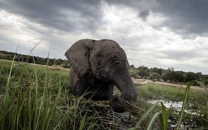 Il Botswana elimina il divieto di caccia agli elefanti