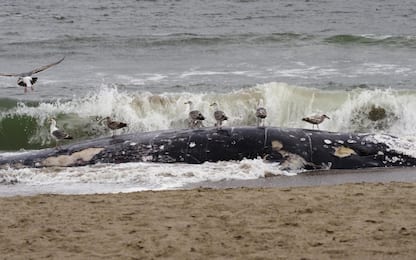 California, trovata una balena morta spiaggiata. FOTO